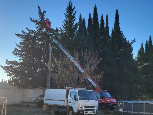 Elagage de Cyprès